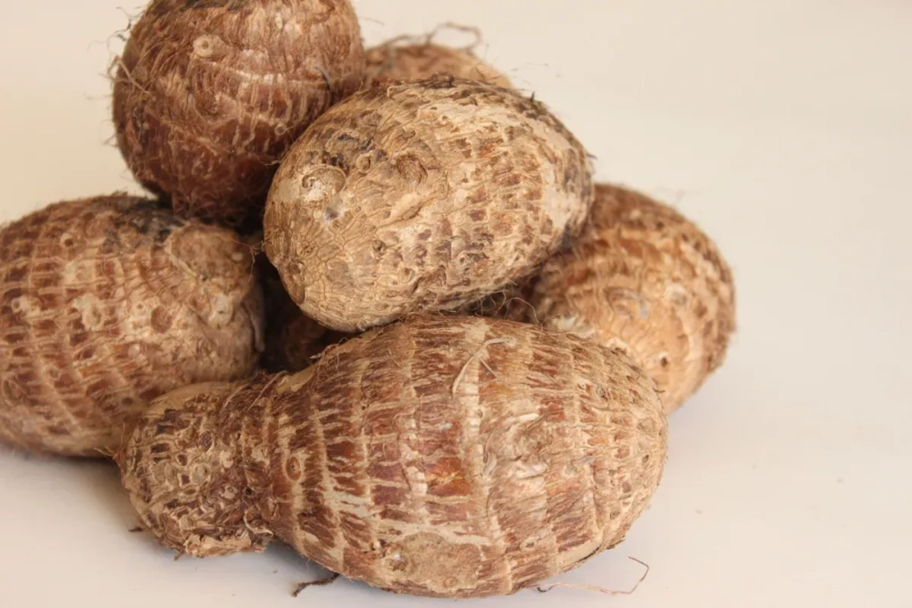 Củ ráy gai với những gai nhỏ trên thân và lá