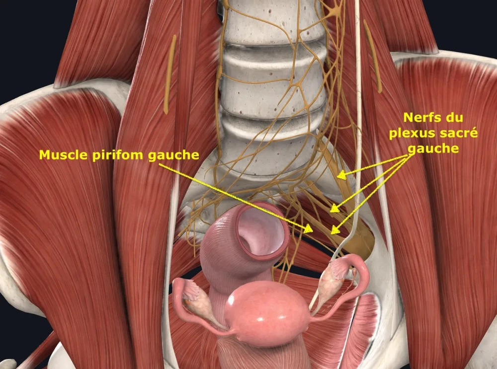 Chức năng dây thần kinh phế vị trong điều hòa nhịp tim