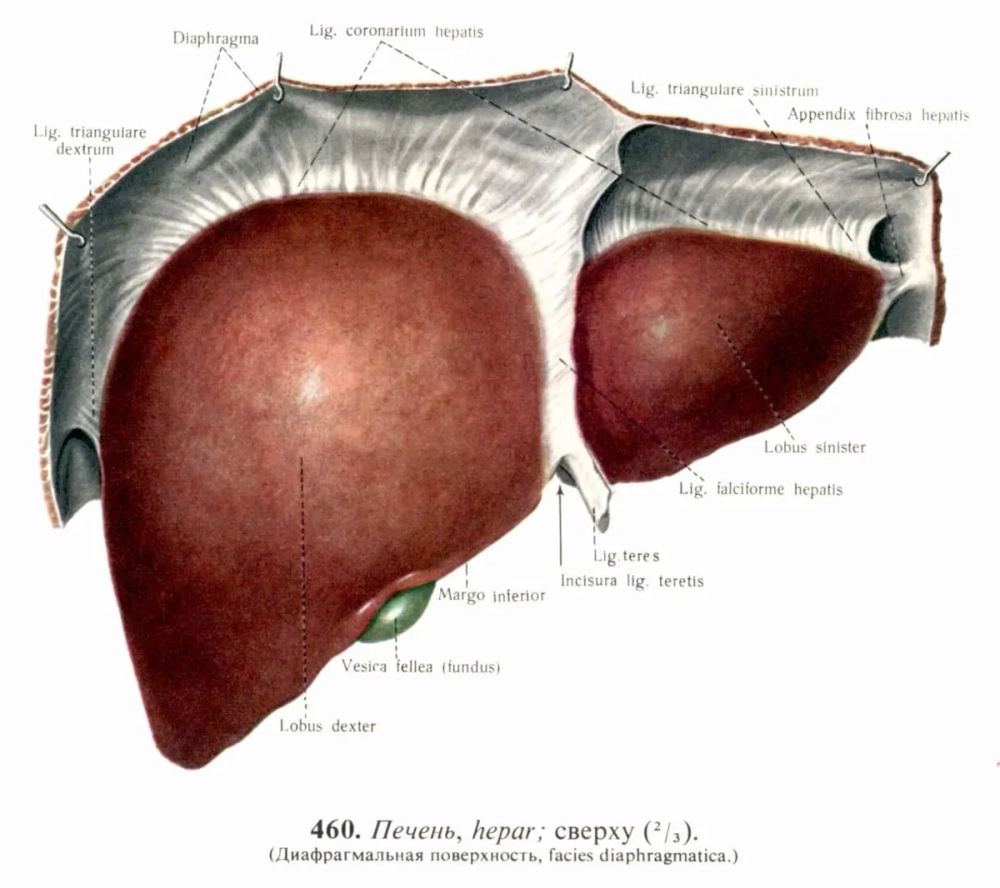 Cấu trúc khoảng cửa gan bao gồm động mạch và tĩnh mạch cửa