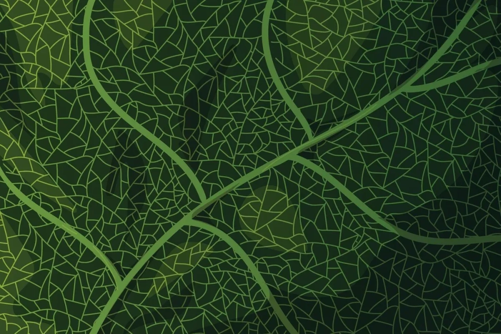 Sự phân nhánh của gân lá hình chân vịt độc đáo