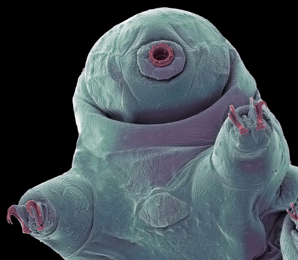 Sinh vật gấu nước Tardigrades trong môi trường nước ngọt