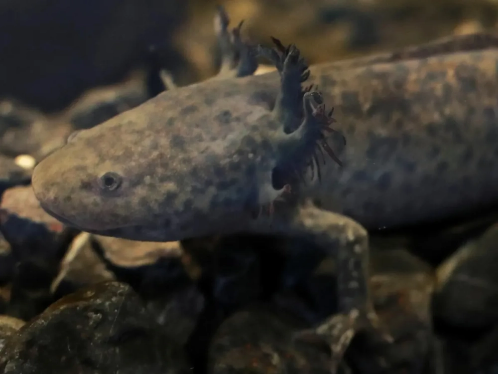 Cá kỳ nhông axolotl màu đen huyền bí dưới ánh đèn