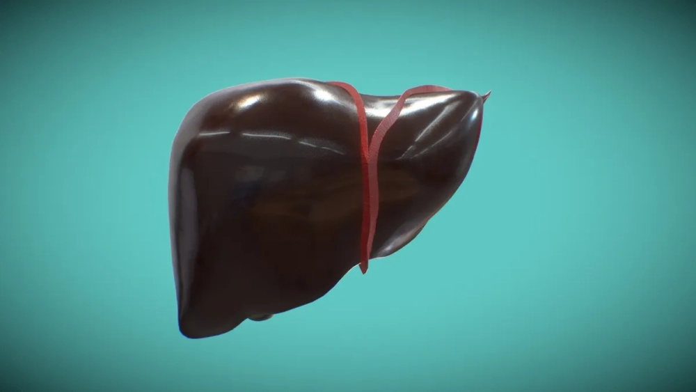 Đường mật trong tiểu thùy và quá trình bài tiết mật