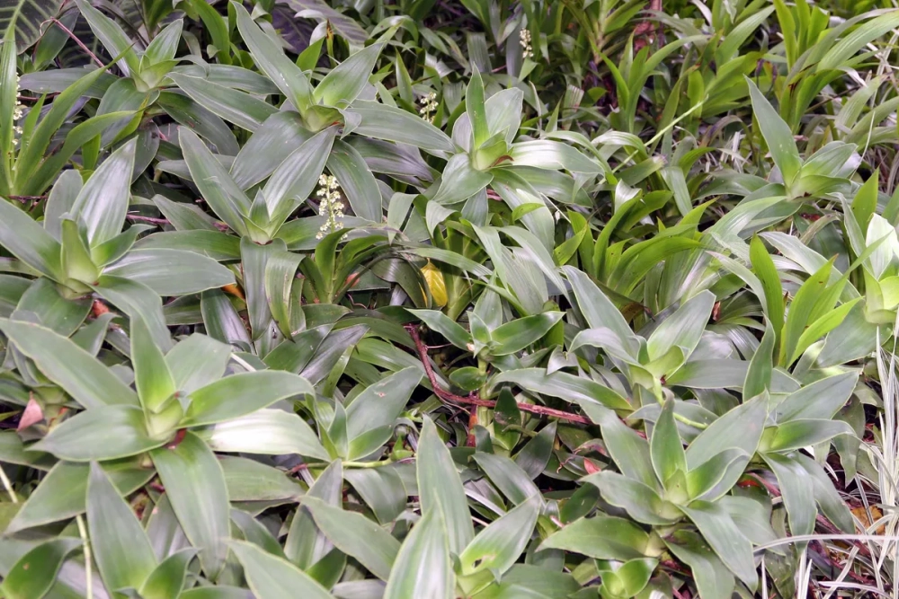 Cách dùng cây lược vàng đúng liều lượng chỉ định