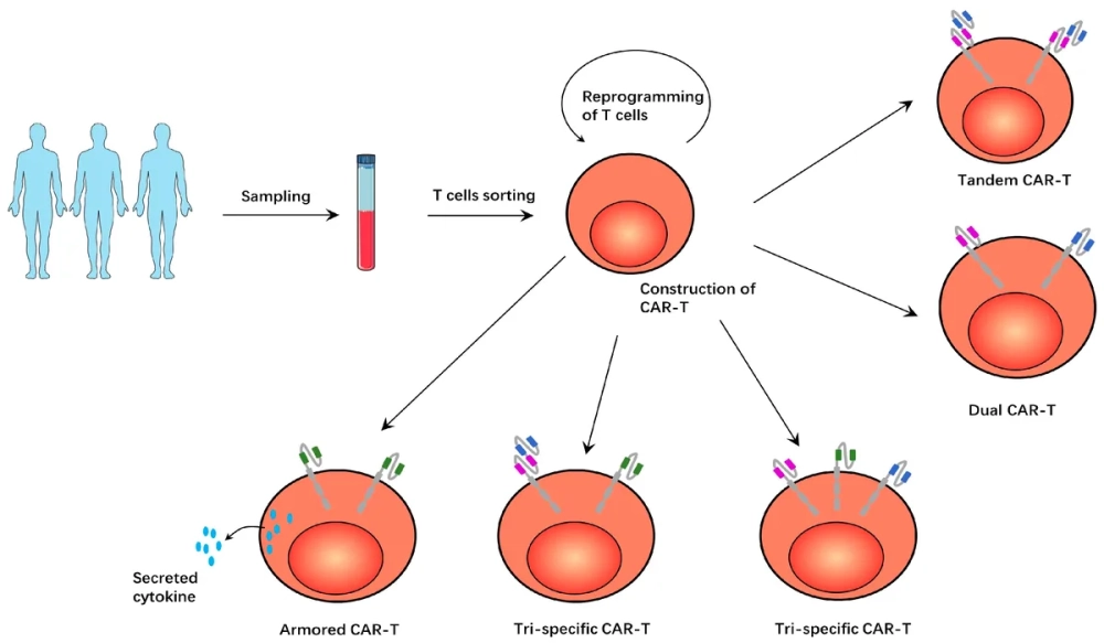 Minh họa hội chứng giải phóng cytokine sau khi truyền tế bào CAR-T