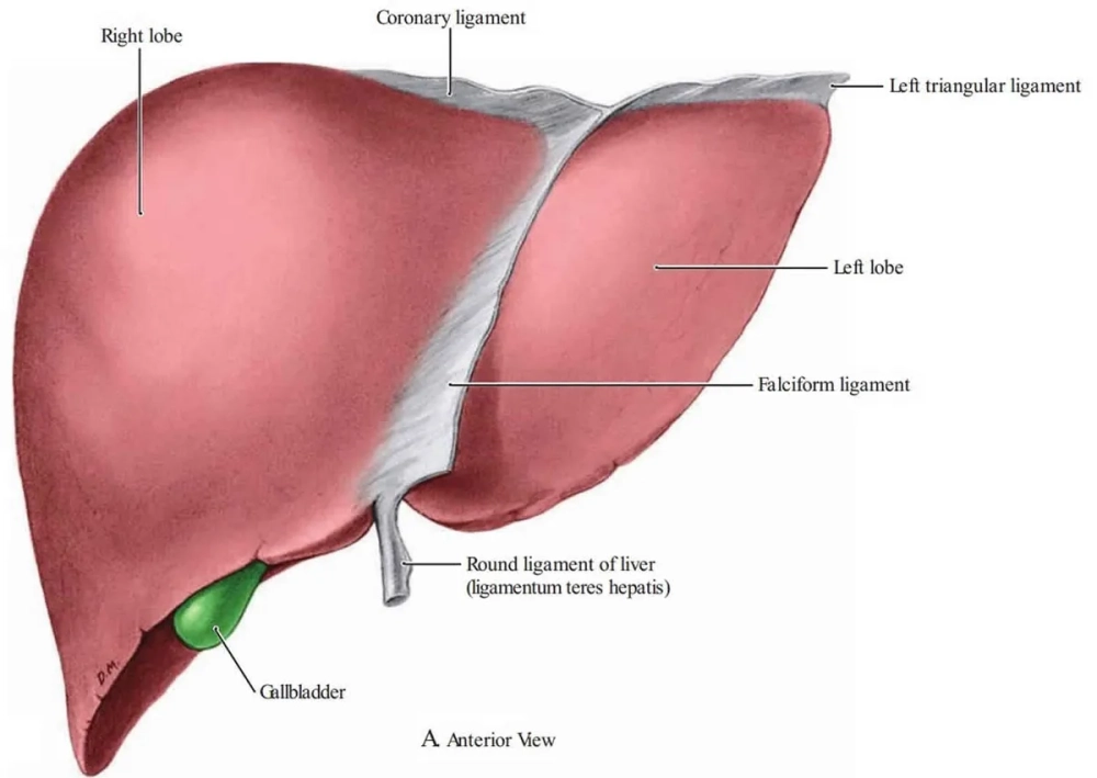 Giải phẫu bệnh gan qua các lát cắt mô học thực tế