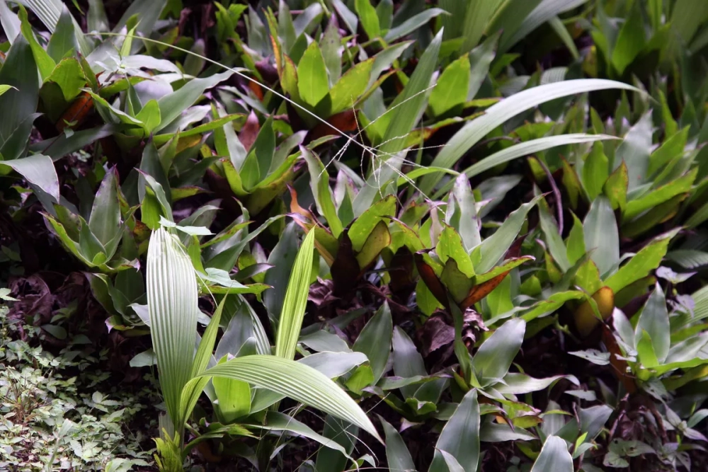 Tác dụng của cây lược vàng đối với hệ tiêu hóa