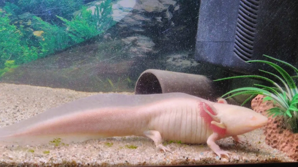 Nhông axolotl xòe mang rực rỡ như những bông hoa