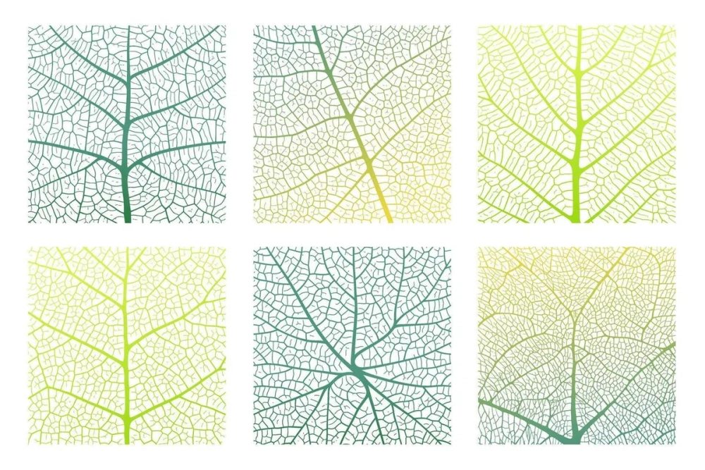 Tiêu bản gân lá của cây thân thảo