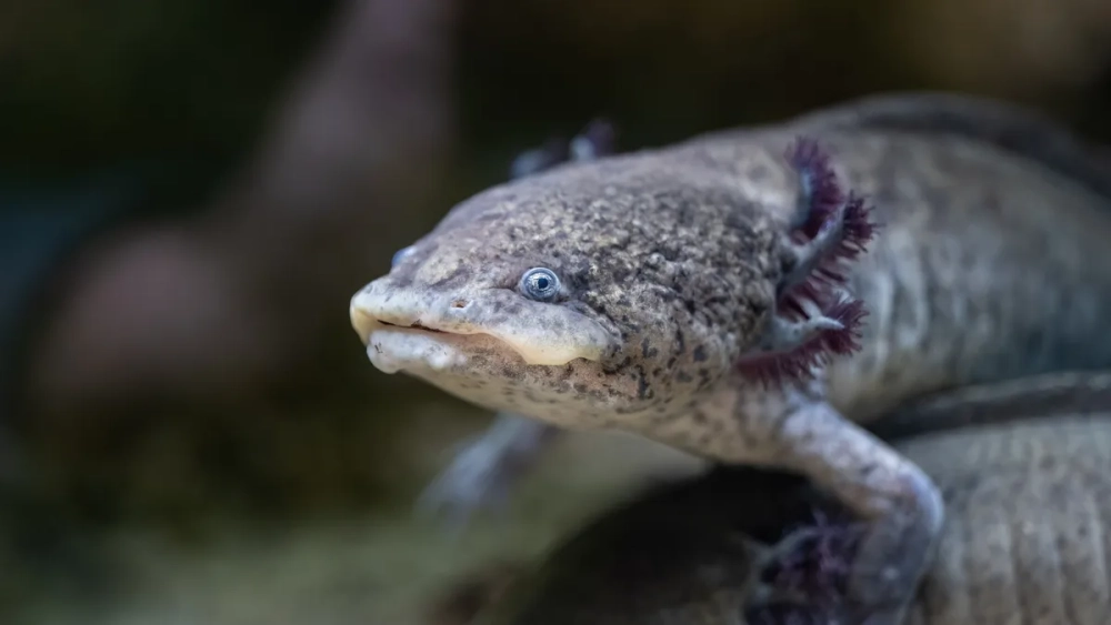 Cận cảnh khuôn mặt cười của kỳ giông Mexico