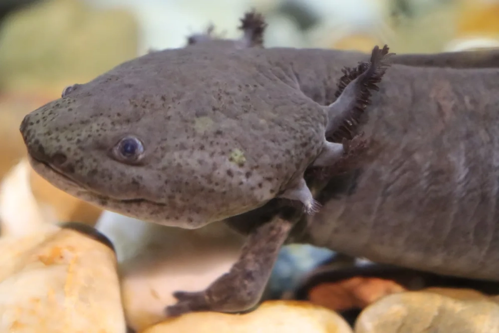 Hình kỳ nhông axolotl đang bơi lội dưới đáy cát