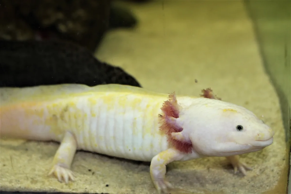 Giông axolotl màu xám hoang dã đầy ấn tượng