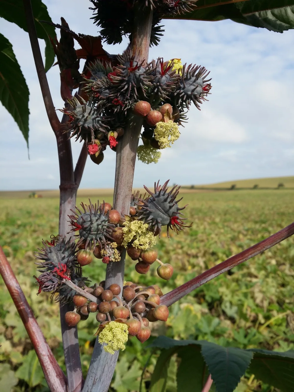 Những chùm quả thầu dầu tía chín chuyển sang màu nâu