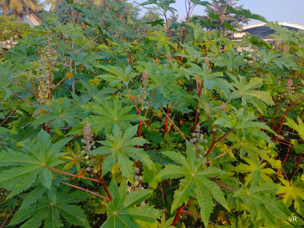 Hạt thầu dầu tía chứa hoạt chất ricin cần lưu ý khi sử dụng