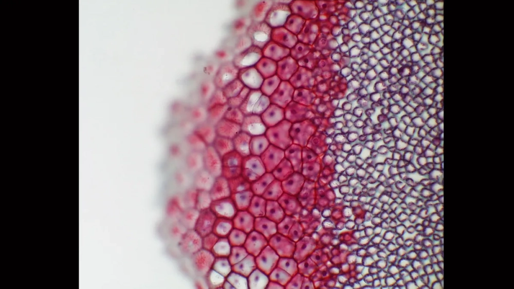 Vị trí của mô giậu trong lá cây hai lá mầm