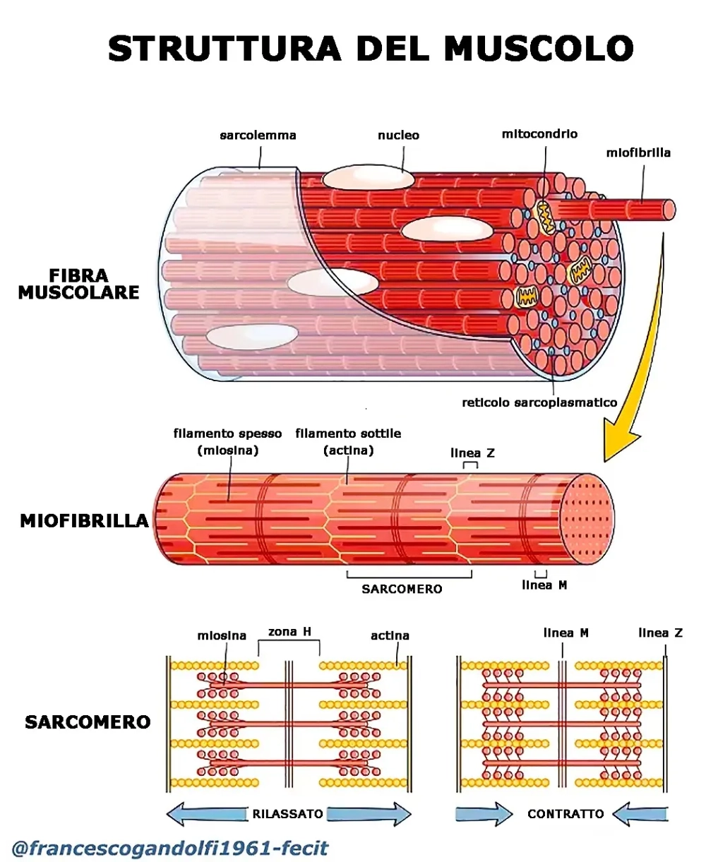 Hình dạng hình thoi đặc trưng của các sợi cơ trơn
