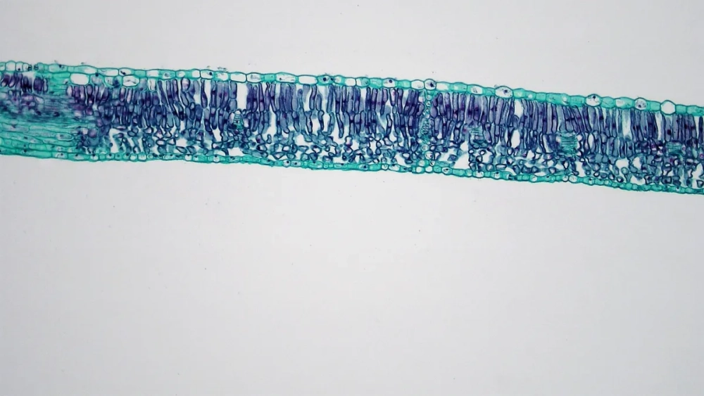 Tế bào mô giậu hình trụ xếp song song dưới biểu bì lá