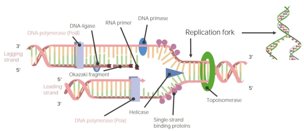 Enzym ligase nối các đoạn ADN con