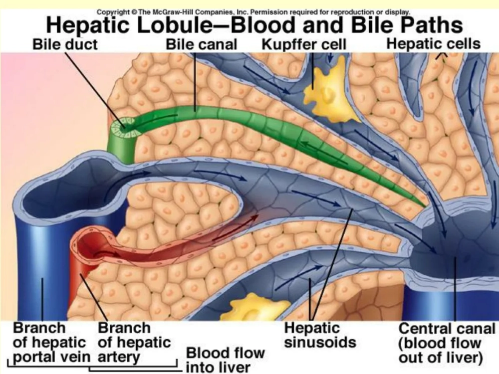 Khoảng Disse nằm giữa tế bào gan và mao mạch nan hoa