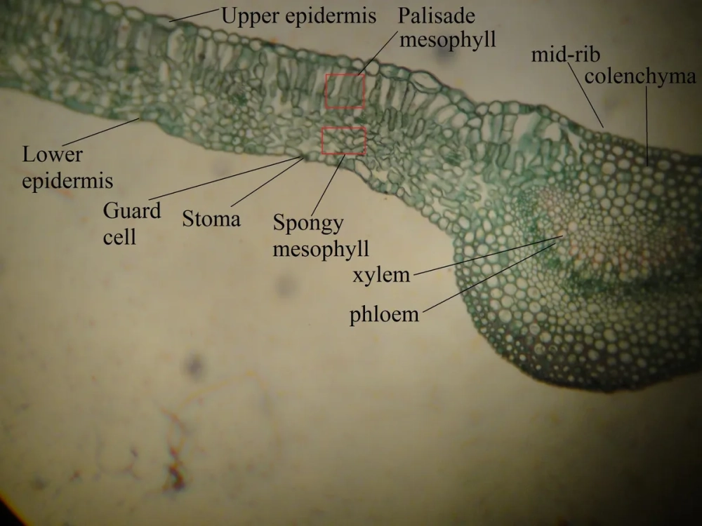 Mô giậu tiếng Anh là palisade mesophyll trong giải phẫu học