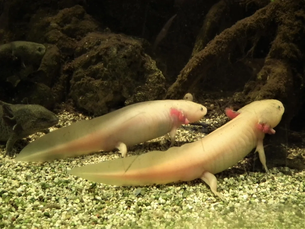 Giông axolotl nhỏ nhắn xinh xắn trong hồ kính