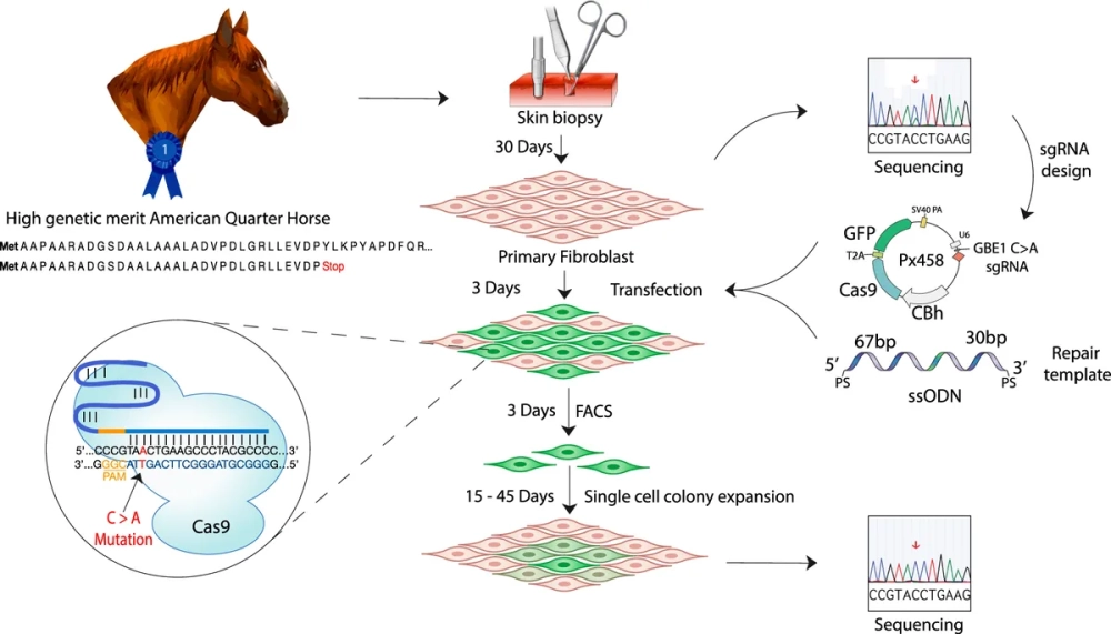Cơ chế gây ra đột biến mất một cặp nucleotit trong ADN