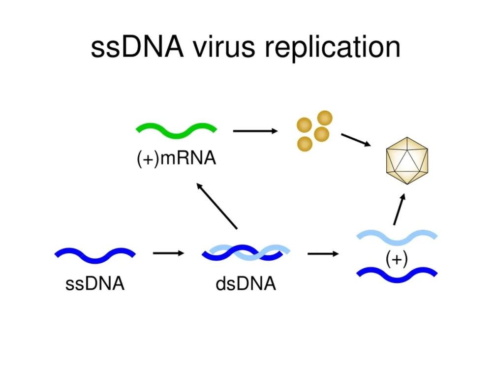 Mô hình nhân đôi ADN trực quan sinh động