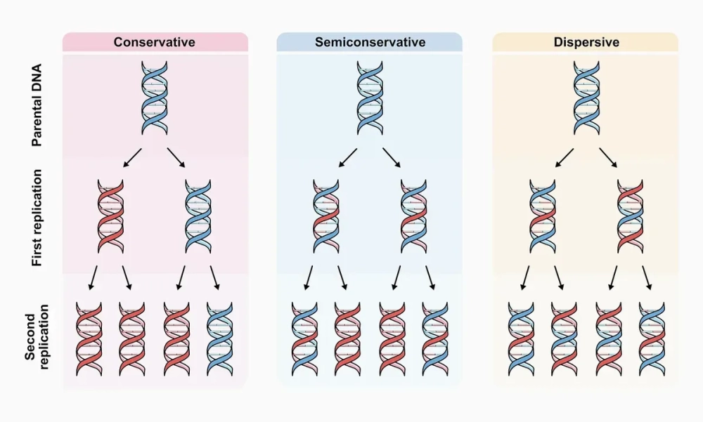 Sơ đồ cơ chế nhân đôi ADN trong nhân tế bào