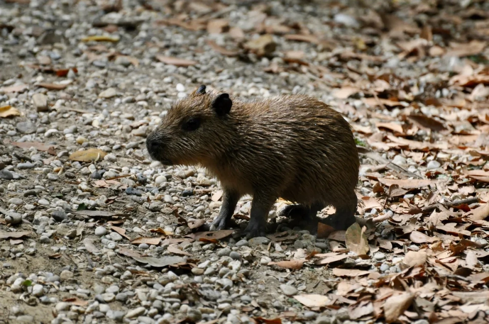 Chú chuột lang nước Capybara thư giãn bên hồ sen hồng
