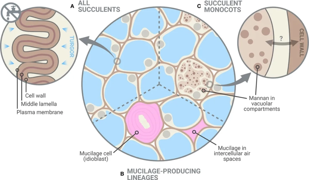 Quan sát tế bào gốc cảm ứng dưới kính hiển vi huỳnh quang