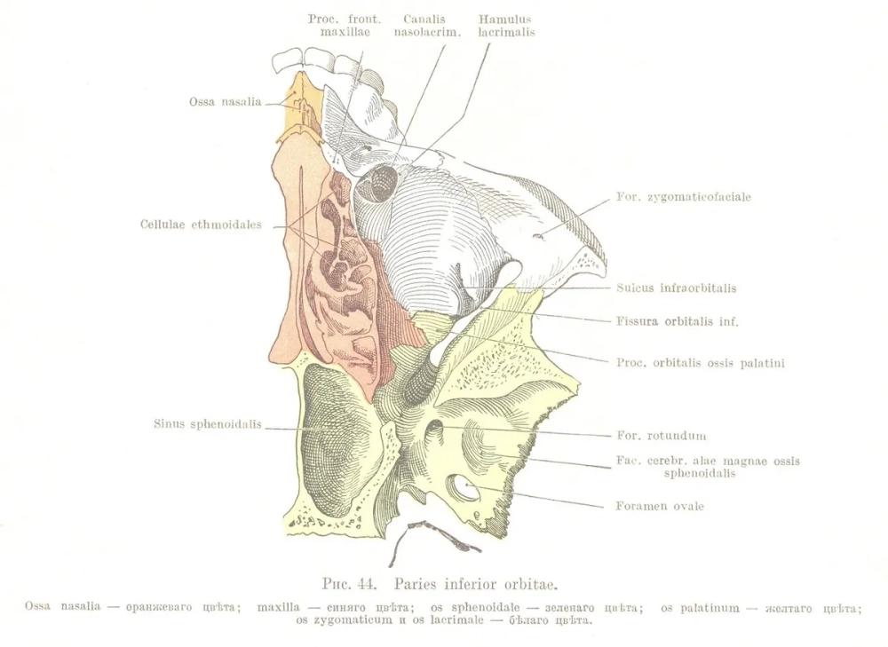 Hình ảnh tế bào gốc trưởng thành đang trong quá trình biệt hóa