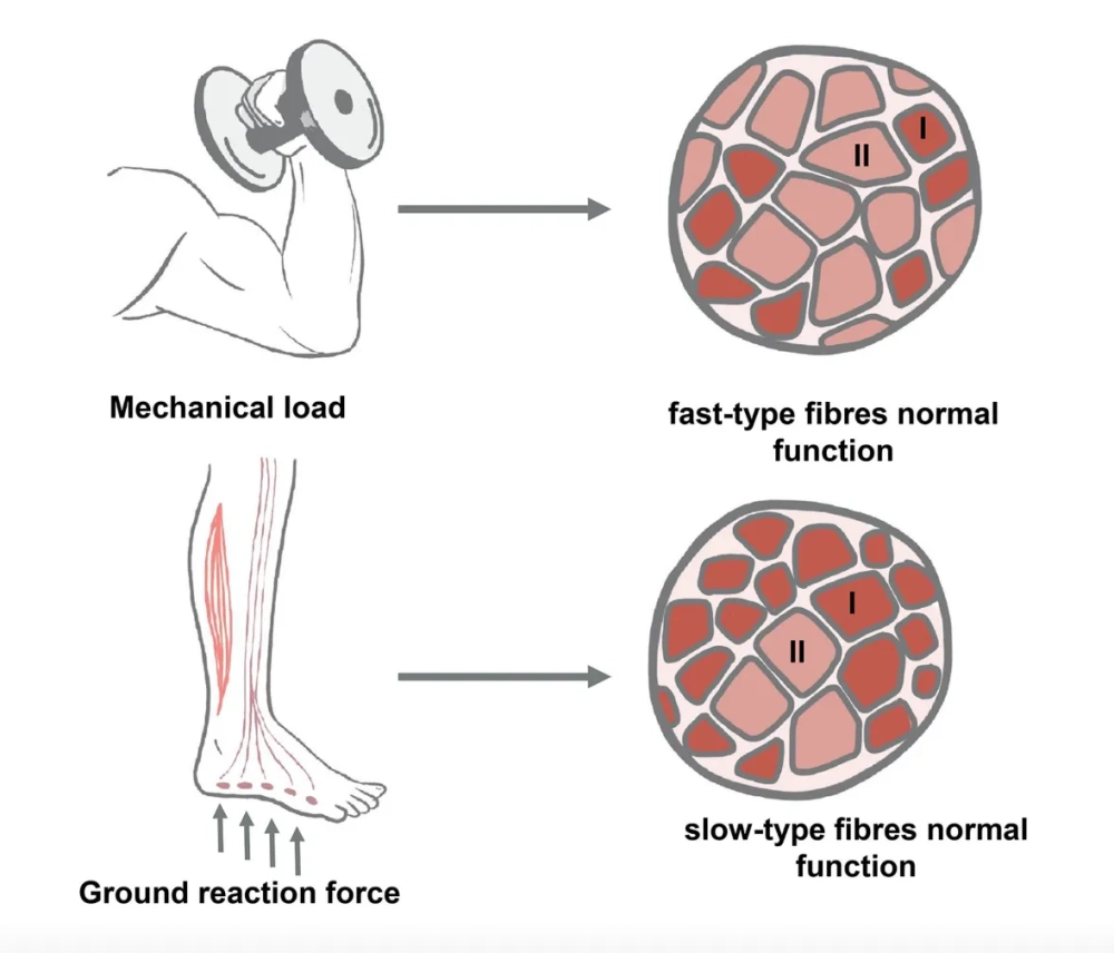 Cấu trúc đặc biệt của sợi cơ tim với các đĩa nối