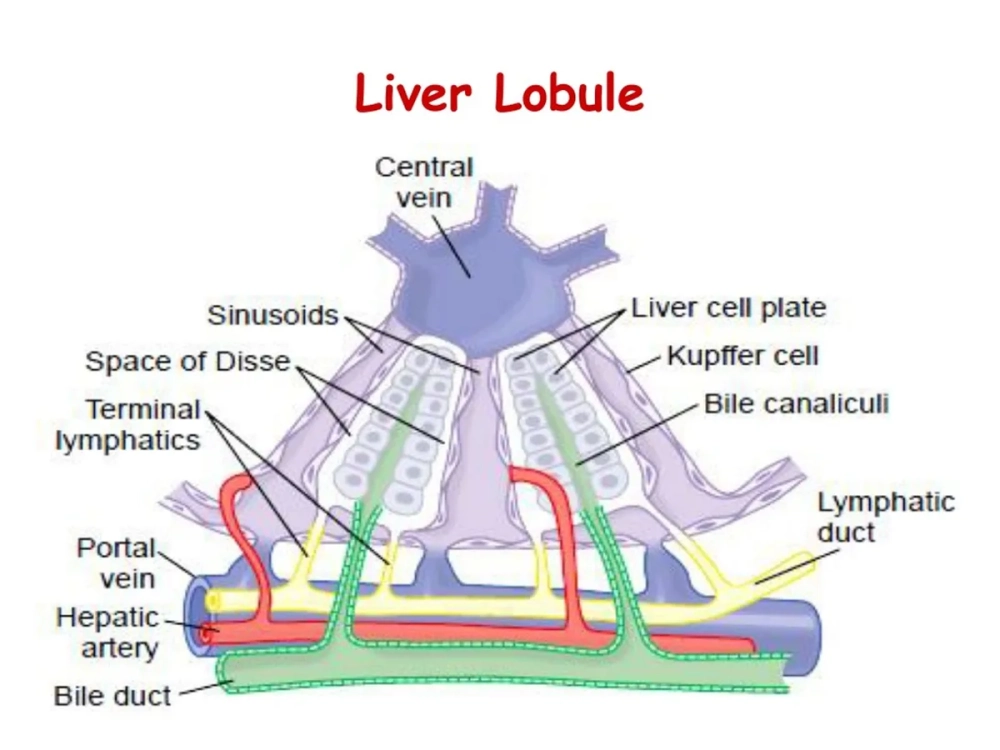 Tĩnh mạch trung tâm tiểu thùy nhìn từ mặt cắt ngang