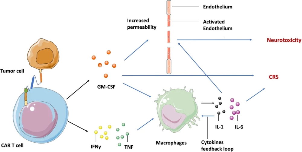 Cấu trúc thụ thể kháng nguyên dạng khảm trên bề mặt tế bào T