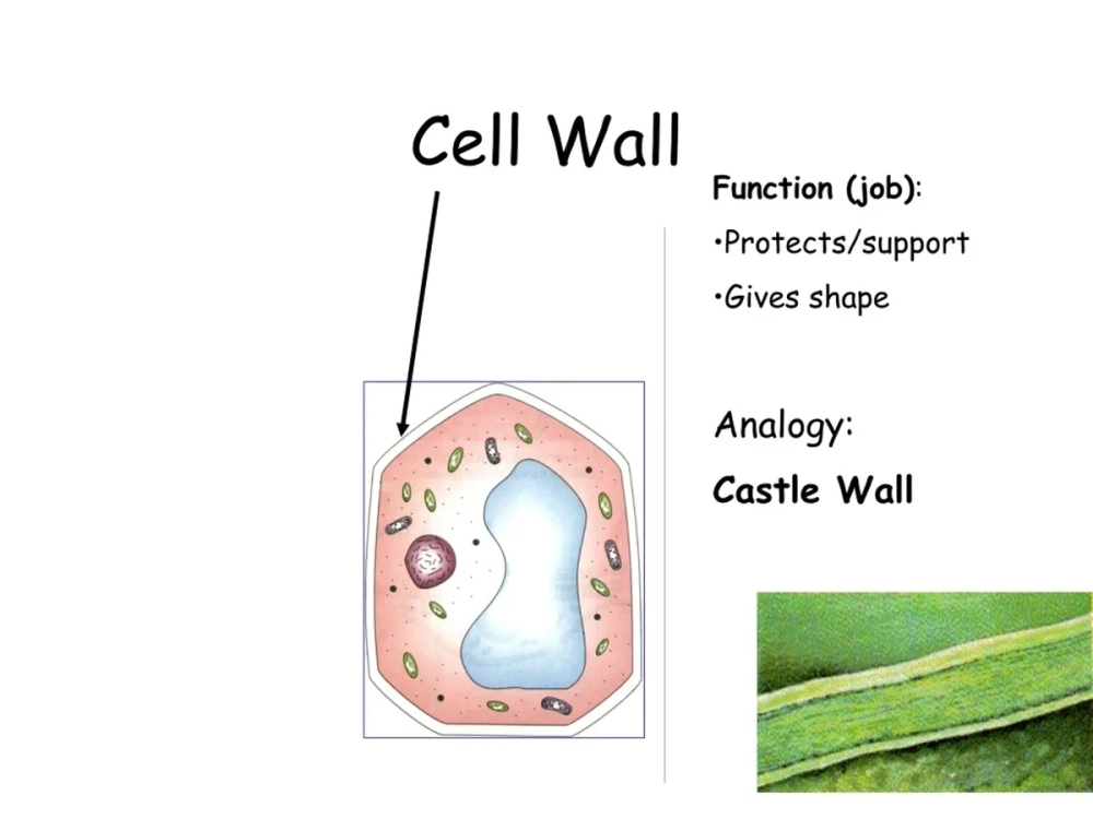 Mô hình sinh học tế bào và phân tử về màng và thành
