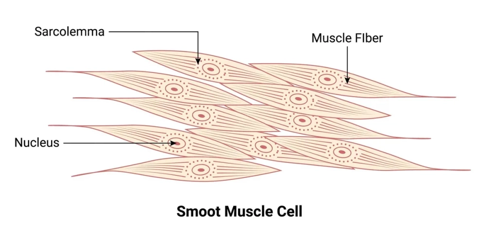 Hình ảnh thực tế sợi cơ đỏ chứa nhiều Myoglobin