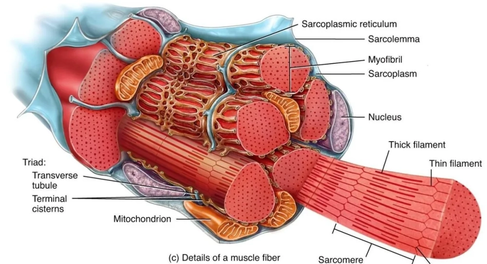 Các bó sợi cơ xếp chồng tạo nên khối cơ vững chắc