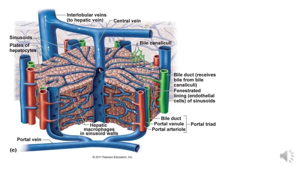 Hình ảnh tiểu thùy cửa làm rõ đơn vị chức năng bài tiết