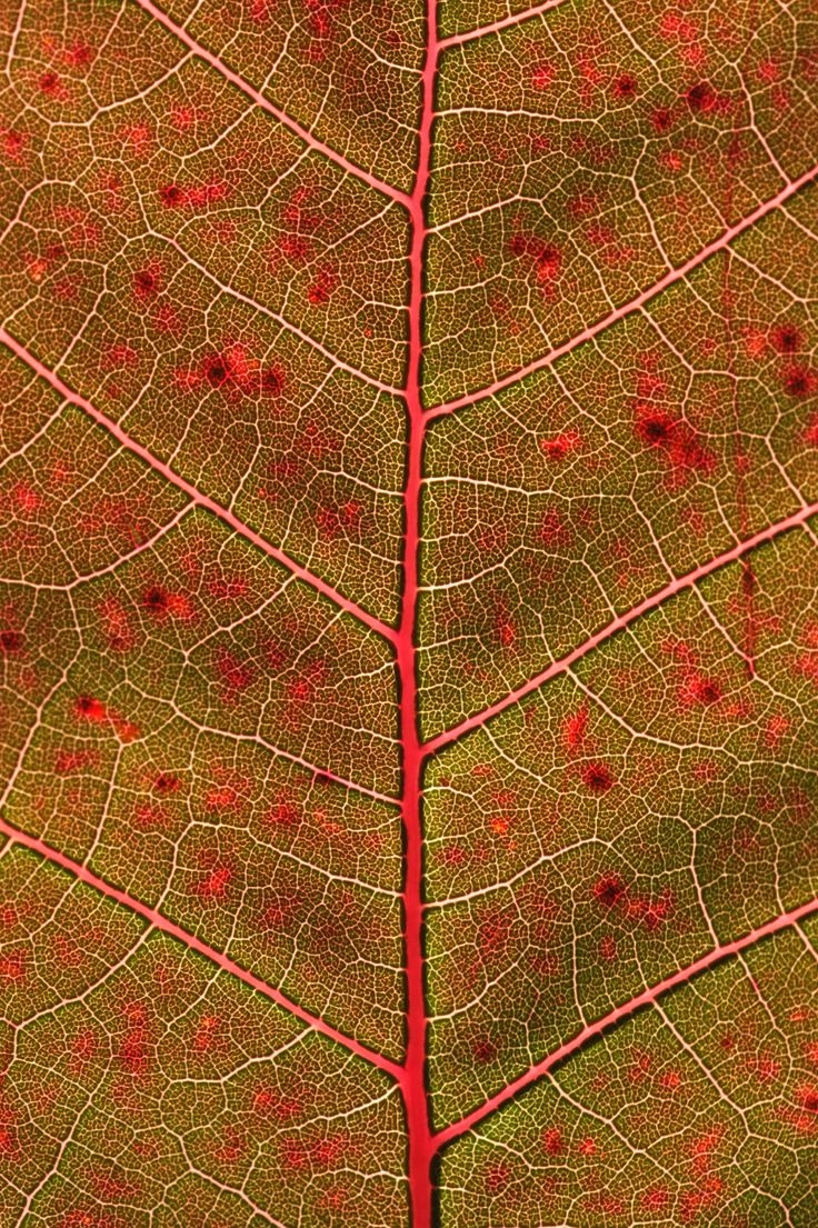 Các kiểu gân lá khác nhau giúp phân biệt loài cây