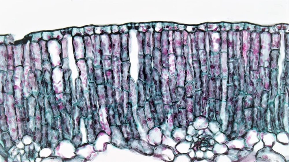Cấu trúc lá cây 2 lá mầm với lớp mô giậu phát triển