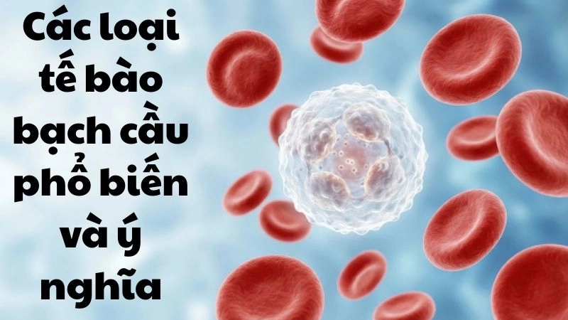 Các loại tế bào bạch cầu phổ biến và ý nghĩa