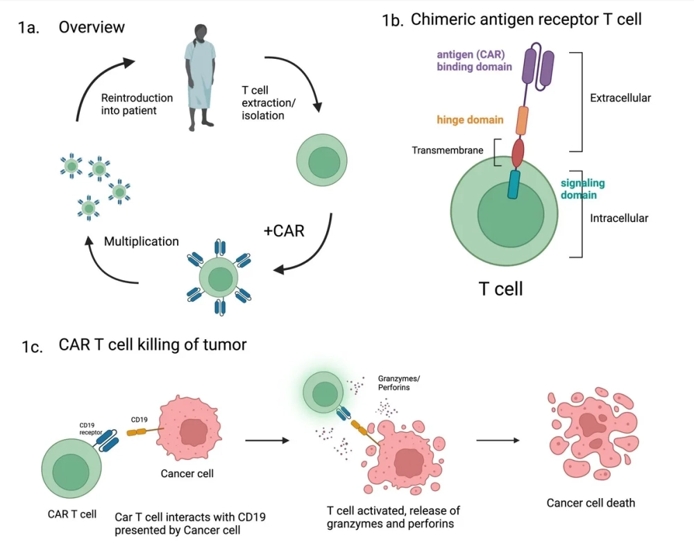 Video cơ chế CAR-T hoạt động trong môi trường vi mô khối u