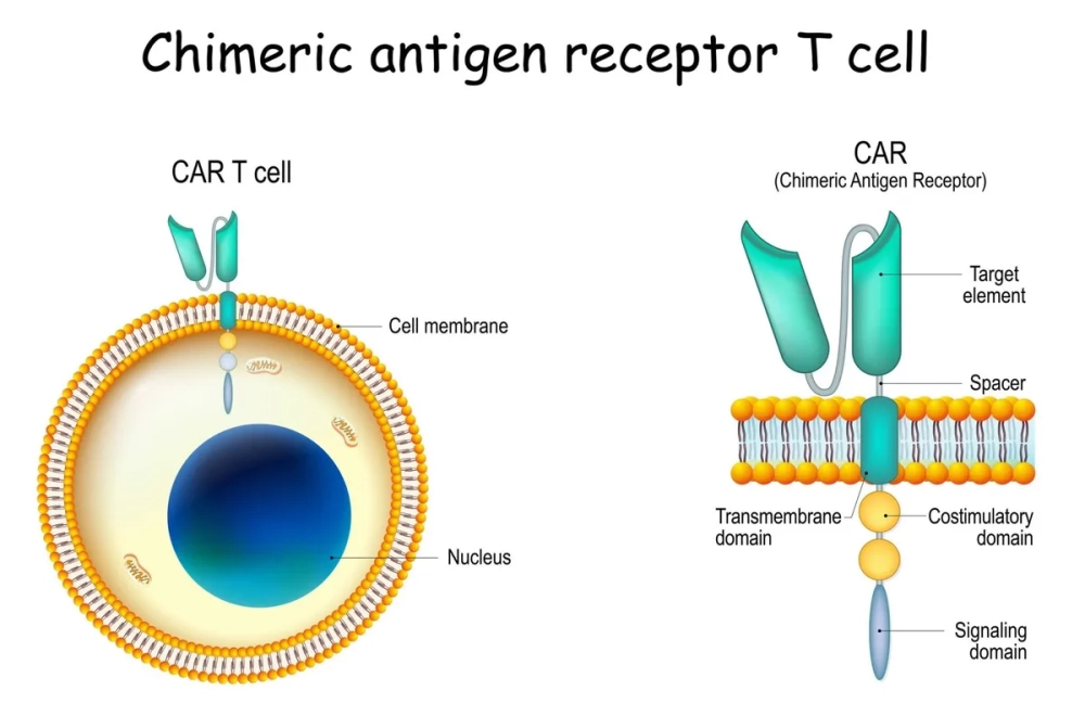 Bão cytokine là gì và cách bác sĩ kiểm soát phản ứng này