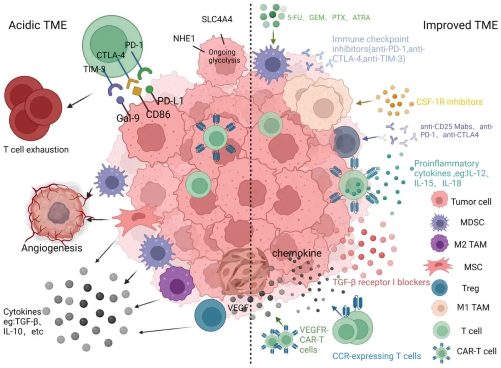 Hình ảnh các loại protein bề mặt là mục tiêu của tế bào CAR-T