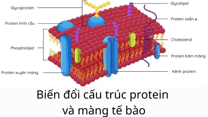 Biến đổi cấu trúc protein và màng tế bào