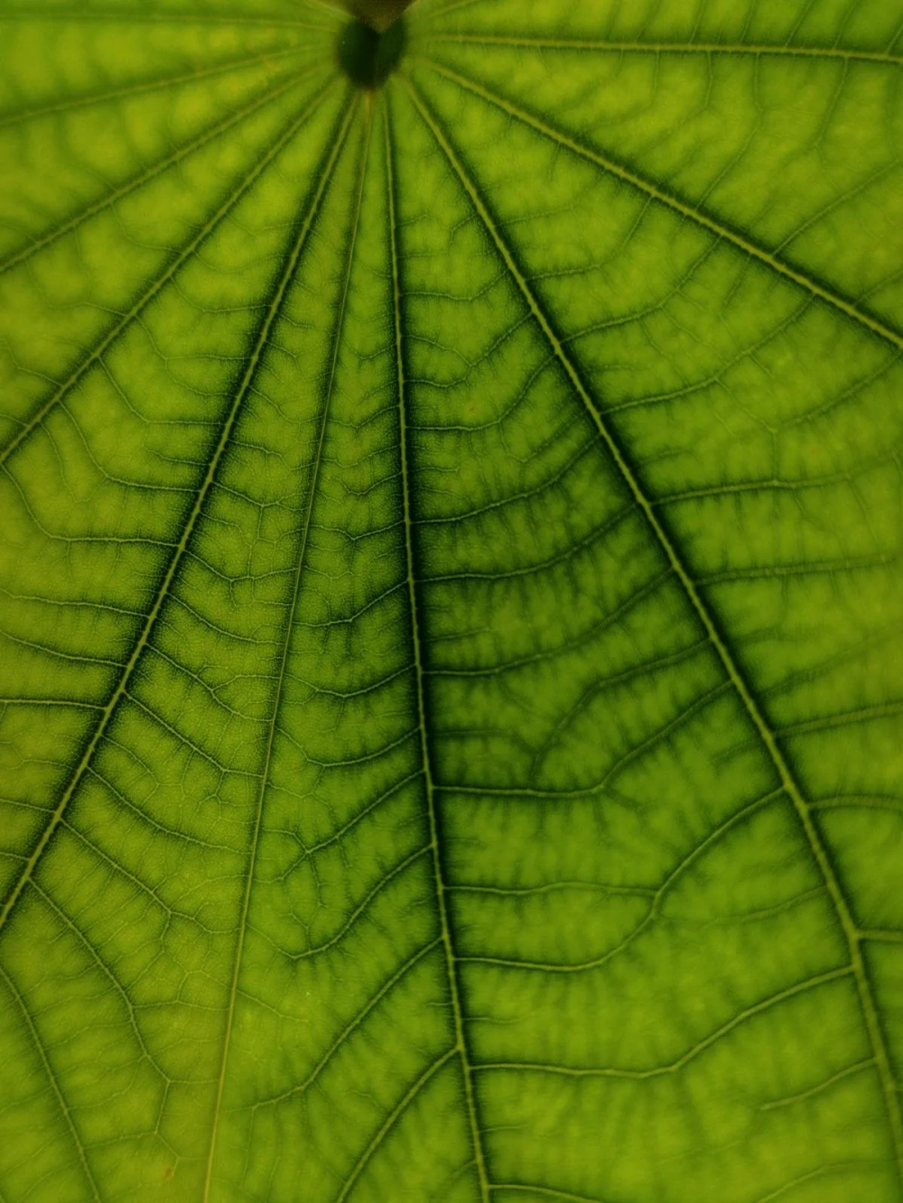 Mạch gỗ và mạch rây trong gân lá thực vật