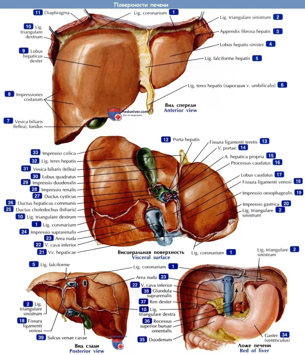 Cấu tạo tiểu thùy gan với hệ thống bè Remak sắp xếp hướng tâm