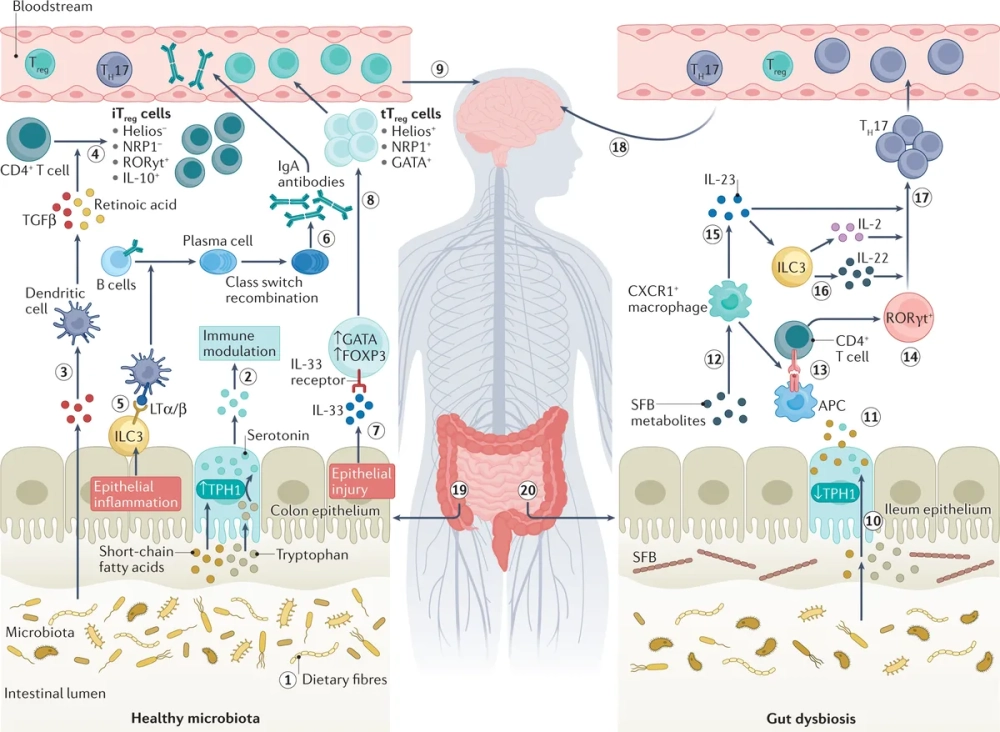 Vi khuẩn Lactobacillus chuyển hóa đường thành acid lactic trong ruột