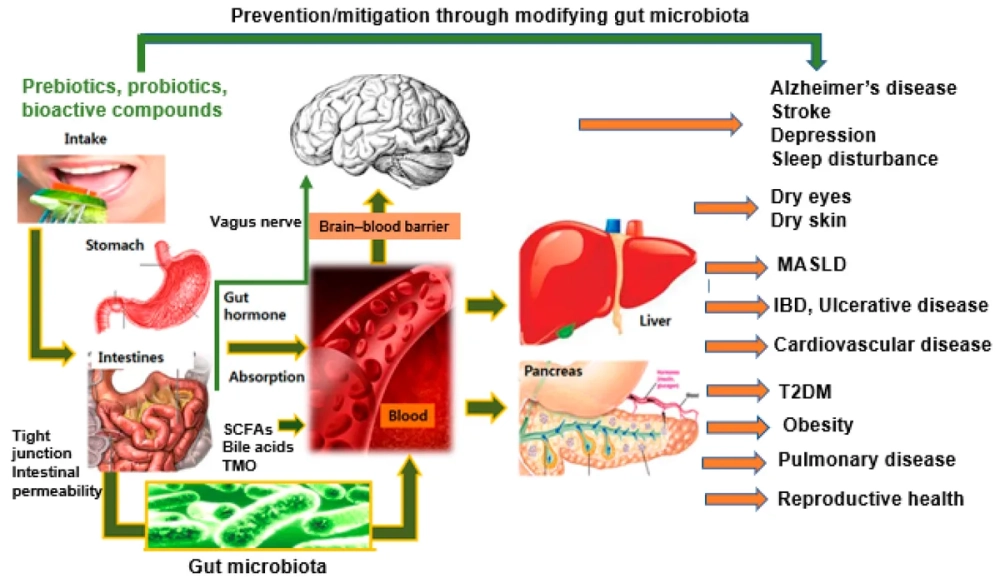 Những loại trái cây hỗ trợ các vi sinh vật đường ruột phát triển