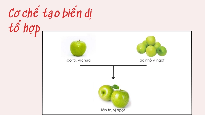 Cơ chế tạo nên biến dị tổ hợp bạn cần biết
